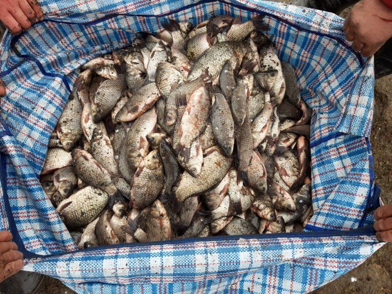 В Кагуле за незаконную ловлю рыбы задержали двух человек