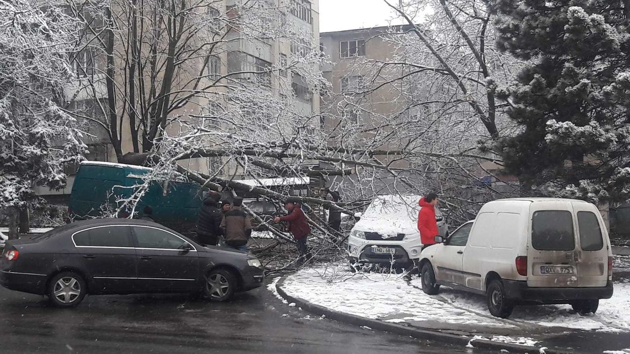 На Ботанике рухнуло дерево и повредило машину