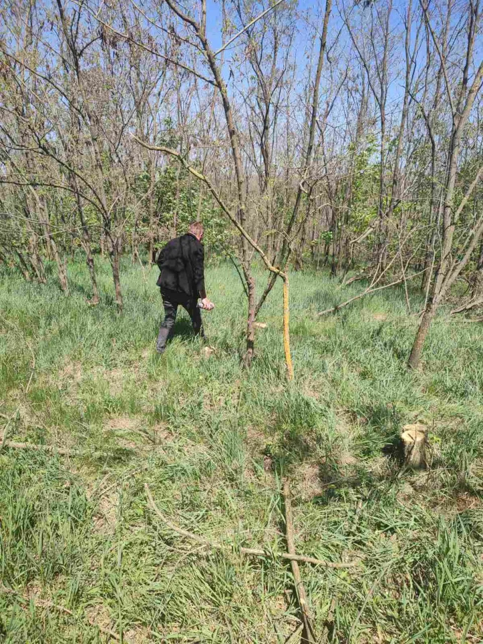 Tăieri ilegale de arbori, depistate într-o pădure din raionul Râșcani