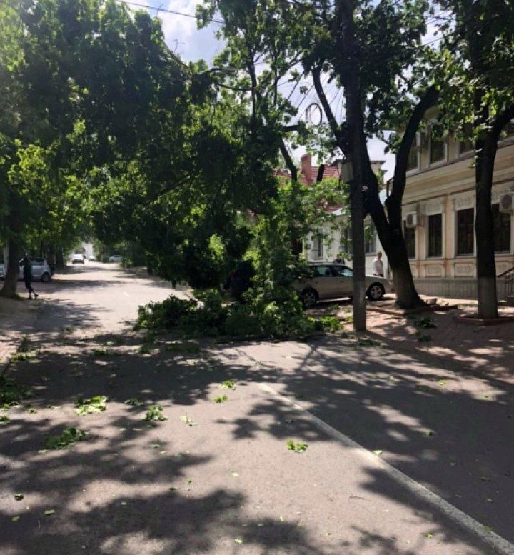 Из-за сильного ветра в Кишиневе ломаются крупные ветки, обрывая провода
