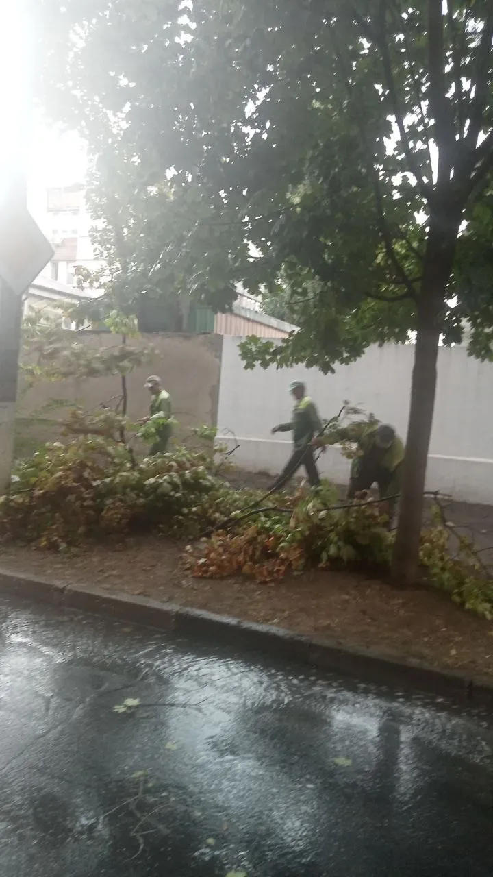 Rafale de vânt în Capitală: Mai mulți copaci au fost doborâți peste mașini