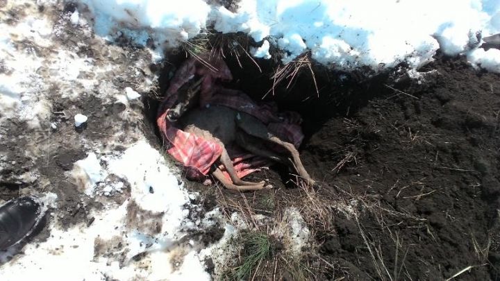 Un căprior, sfâşiat de un maidanez la Ştefan Vodă