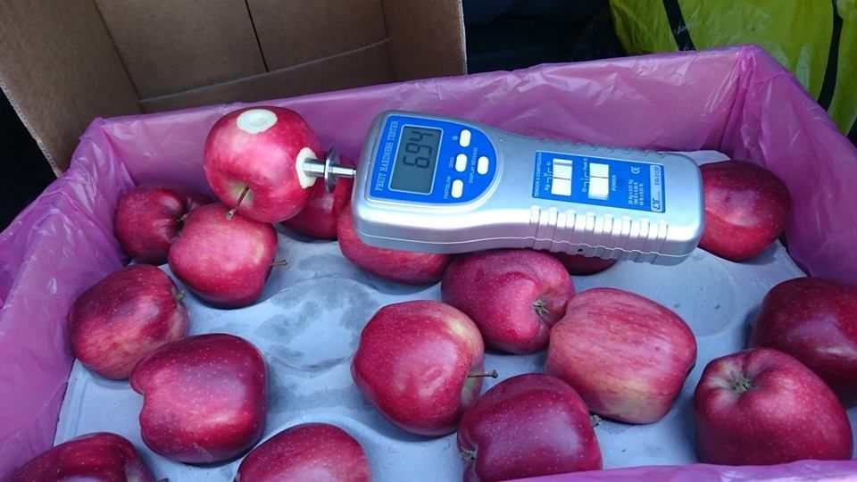 Молдавские яблоки начали продавать в Дубае