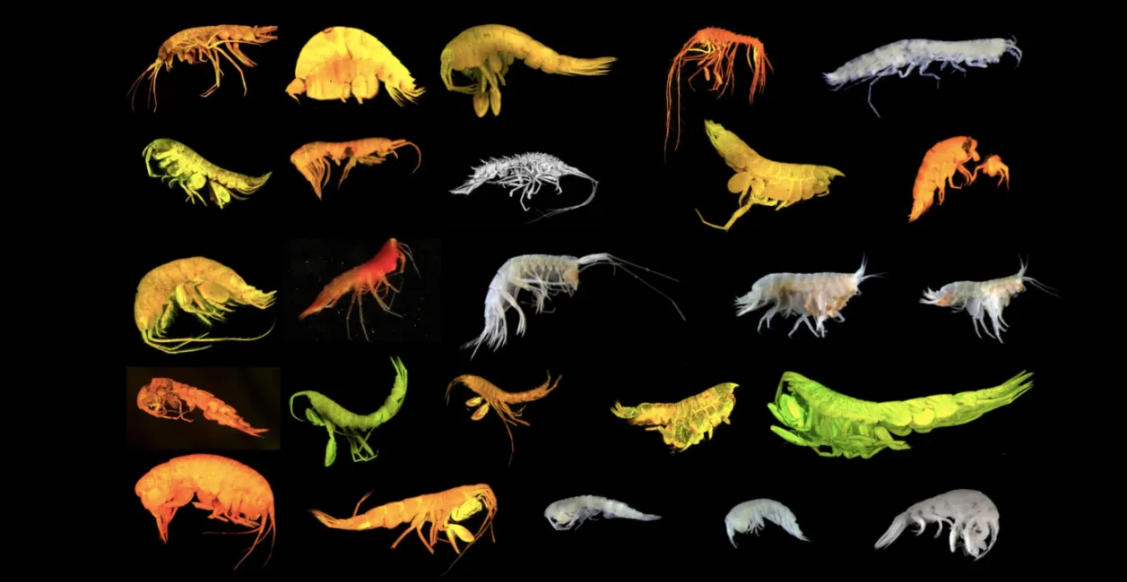 В Тихом океане нашли 24 новых глубоководных вида и открыли отдельную ветвь эволюции