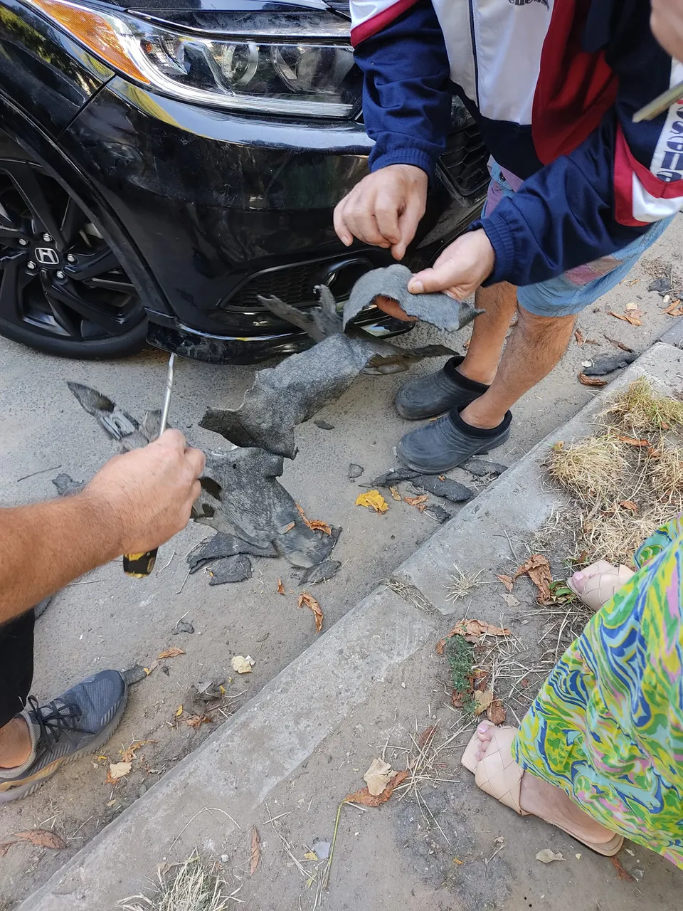 В Кишиневе дворняги растерзали бампер и погрызли провода припаркованного авто
