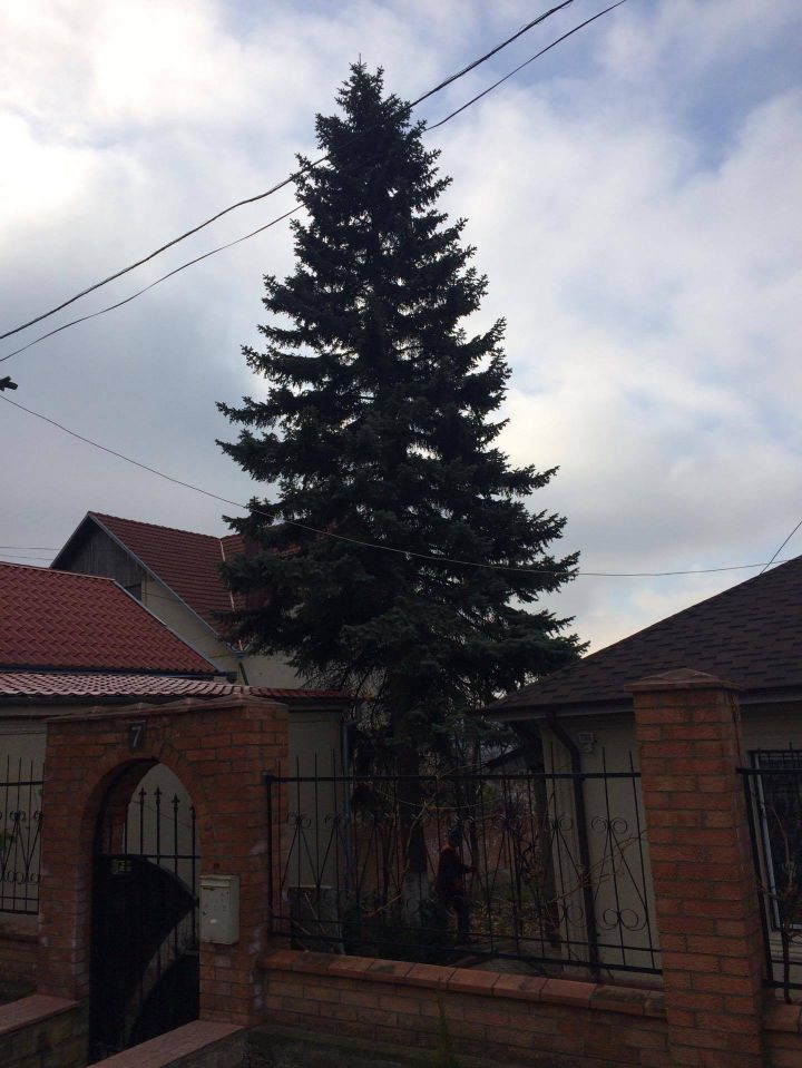 Cum arată bradul care ar putea fi principalul Pom de Crăciun al ţării