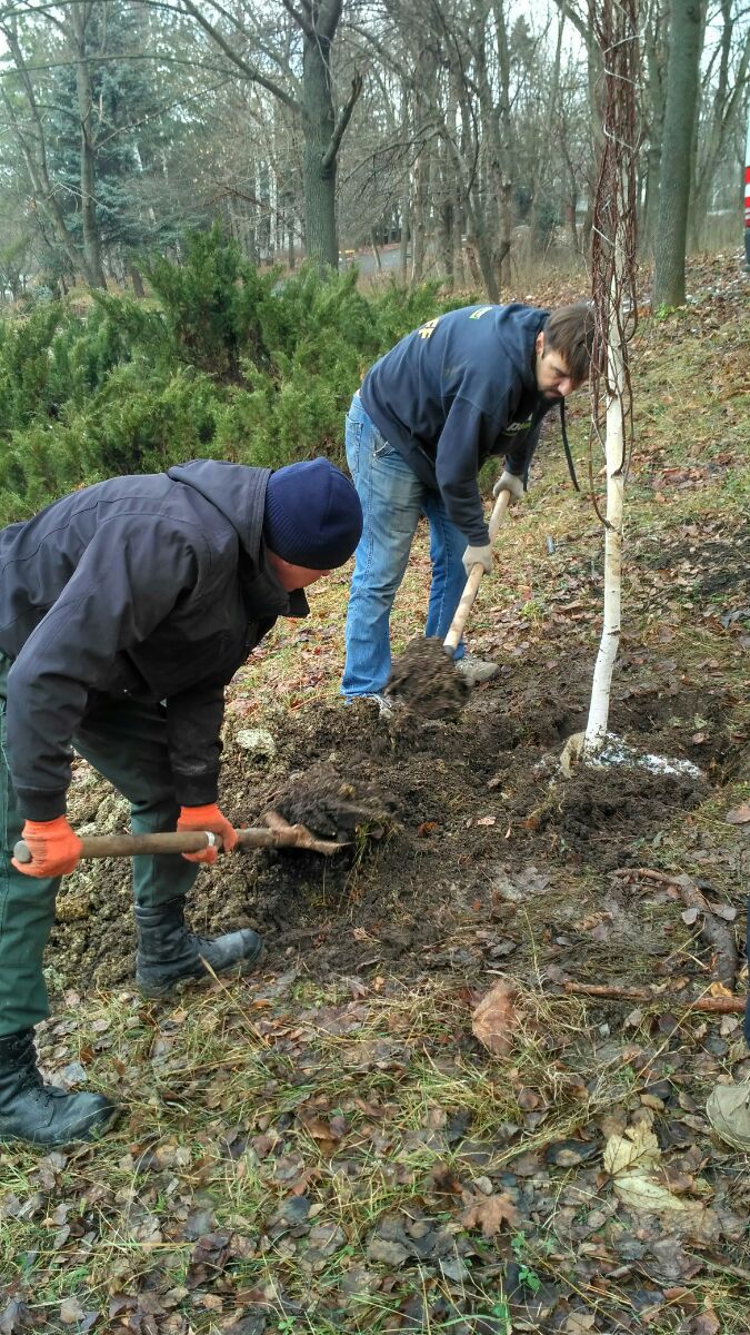 В парке Рышкань высадили 20 деревьев