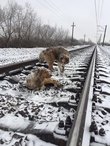 Пес два дня ложился под поезд, оберегая раненую подругу на рельсах