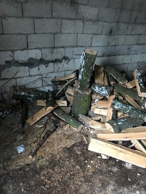 Жители муниципия Бельцы попались на незаконной вырубке деревьев