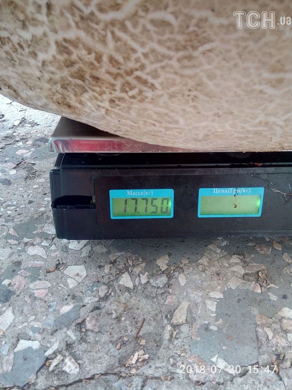 В Киевской области нашли 18-килограммовый гриб