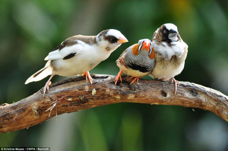 Опубликованы самые смешные фотографии животных на конкурсе Comedy Wildlife Photography Awards 2017