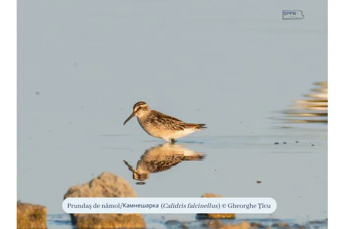 O nouă Listă Roşie a speciilor periclitate include cinci păsări din fauna R. Moldova