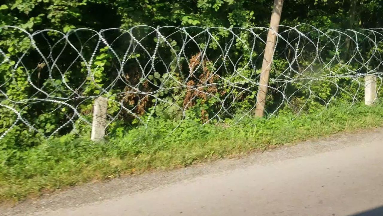 Чума свиней: Украина строит забор на границе с Румынией, та ограничилась лентой