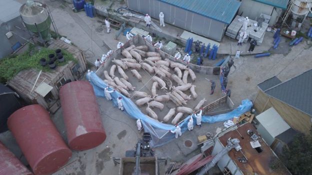 Река в Южной Корее окрасилась кровью больных свиней