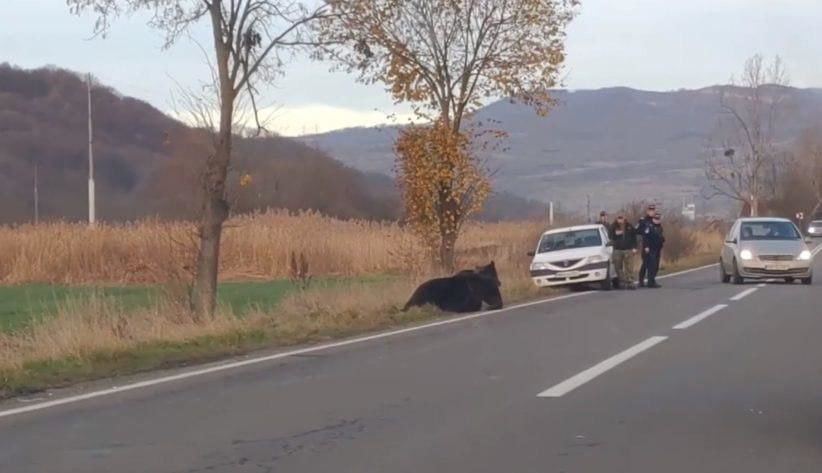 В Румынии бросили умирать на обочине раненого медведя