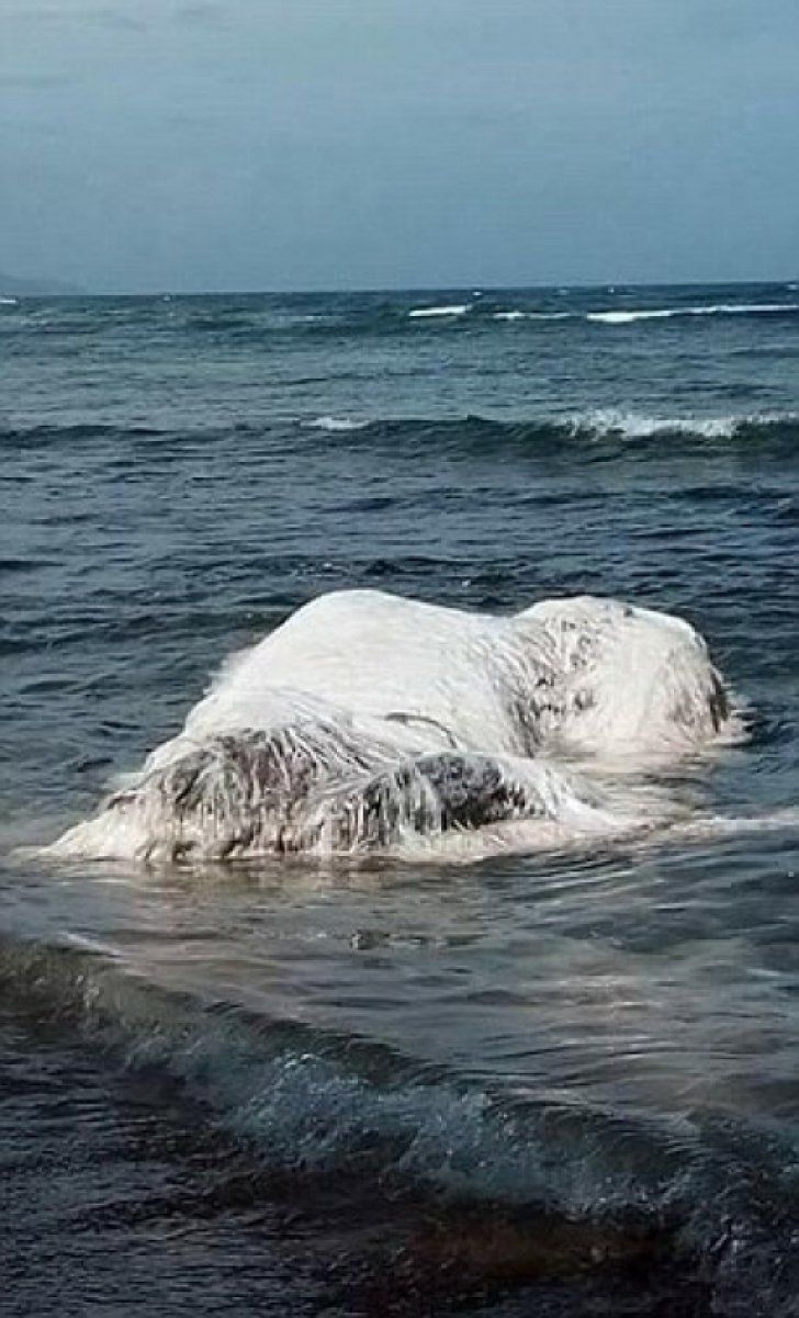 O creatură uriaşă a apărut pe plajă după cutremur. Oamenii sunt terifiaţi. Ce este asta?