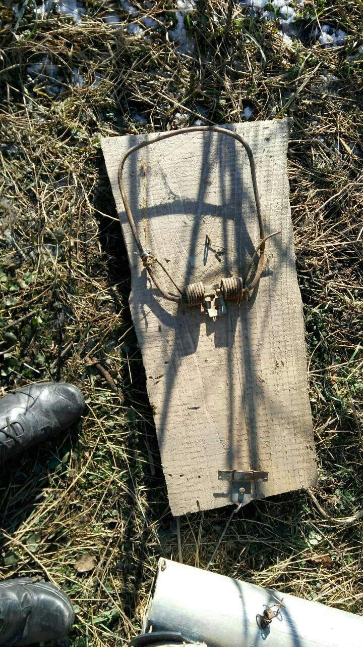 Au împușcat o căprioară și aveau arme fără acte. Braconierii, reținuți
