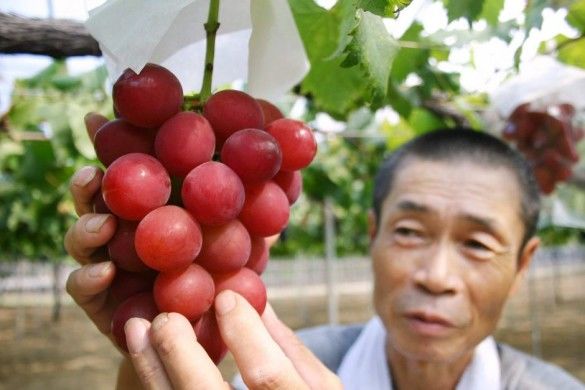 Fructul care costă cât o maşină; Se cultivă doar în Japonia