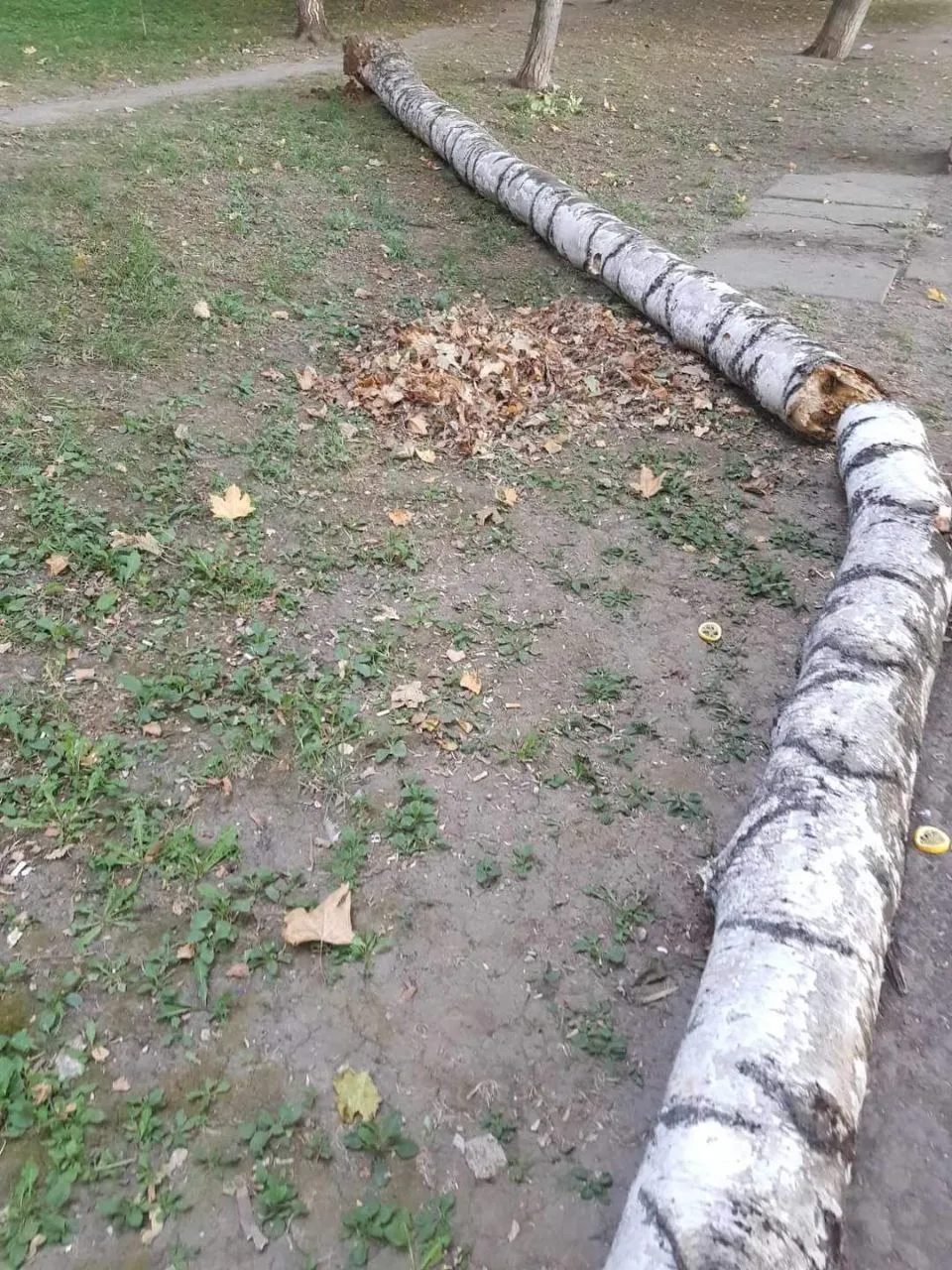 В Кишиневе дерево упало на скамейку, на которой сидела мать с ребенком