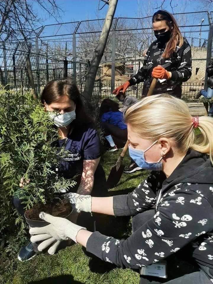 Чебан: В столице возобновлена кампания по посадке деревьев