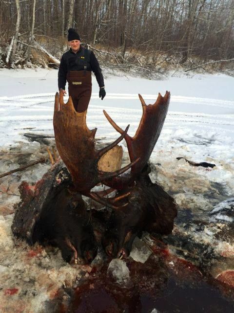 На Аляске замерзли дерущиеся лоси
