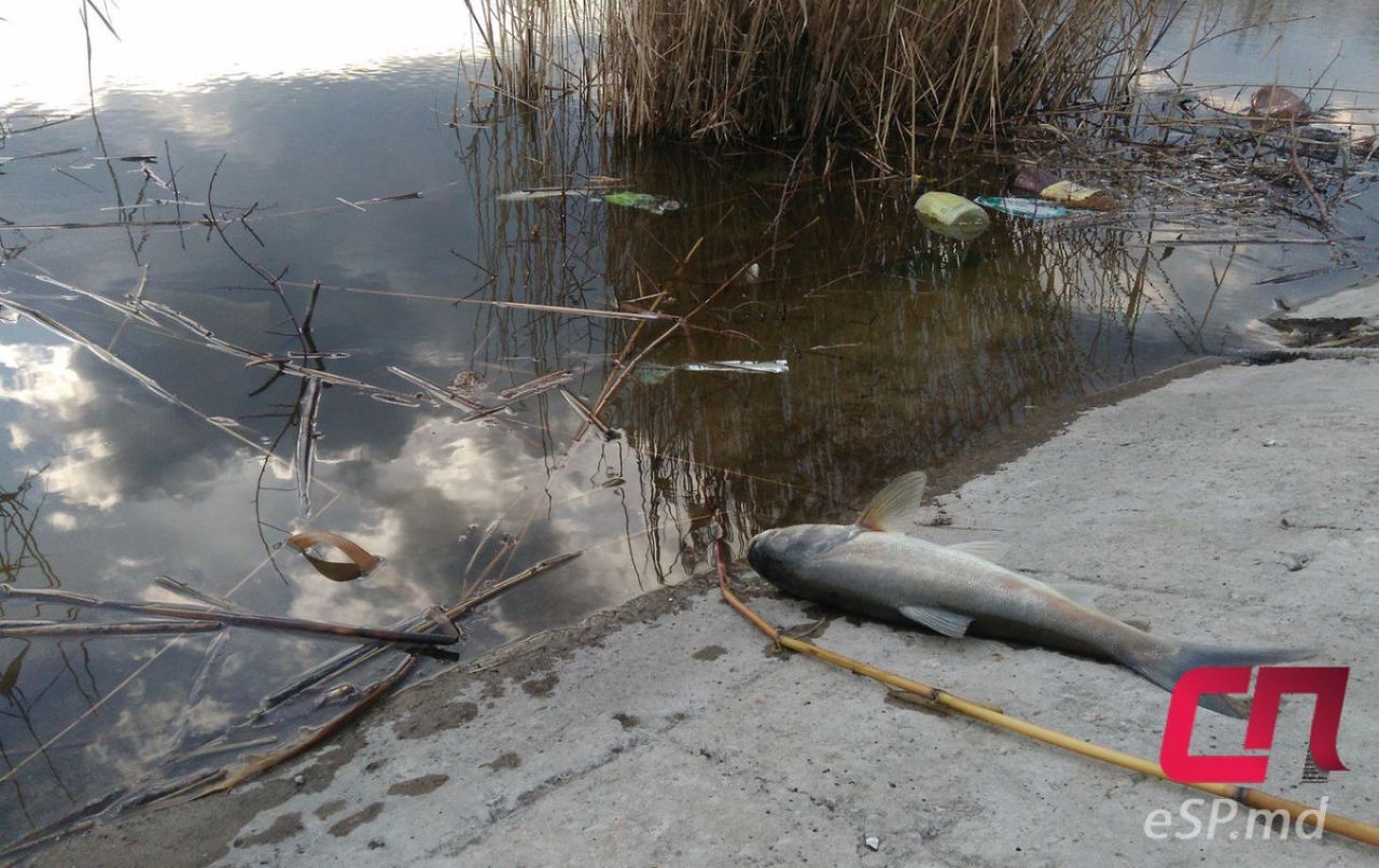 На Кирпичном озере в Бельцах гибнет рыба