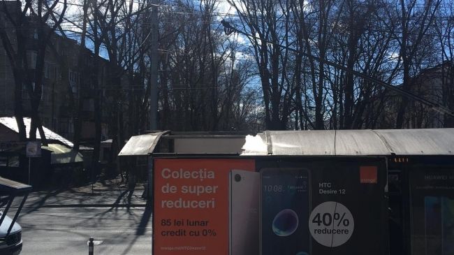 Сорванное ветром дерево повредило автомобиль
