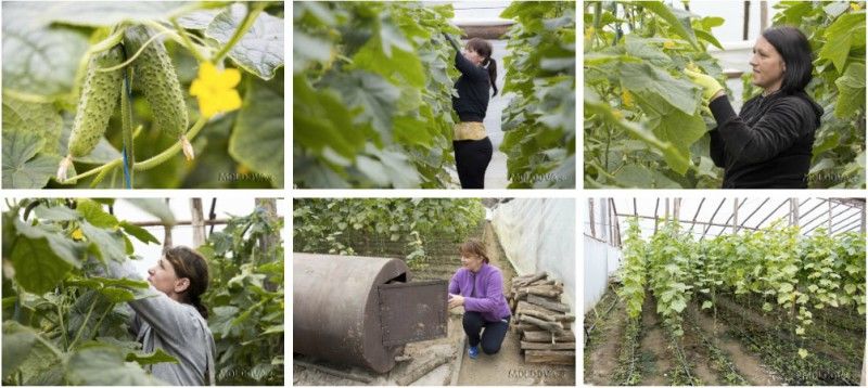 Povestea unei afaceri pornite de doi soți care au muncit mai mulţi ani în Italia