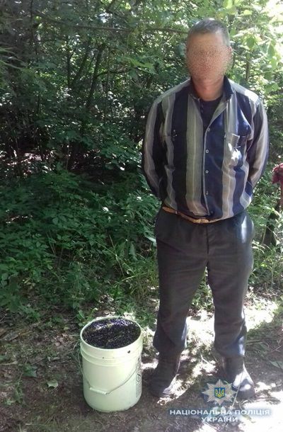 В зоне ЧАЭС задержан мужчина с 12 кг черники