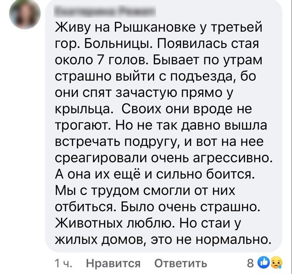 Жители Кишинева жалуются на стаи бродячих собак