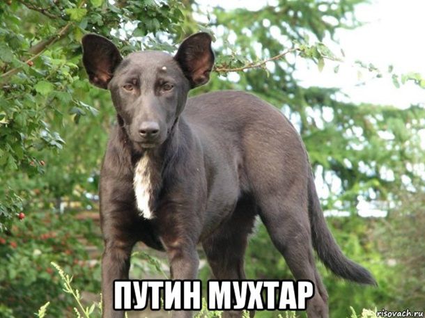 В Египте родился Путин: сеть шутит мемами