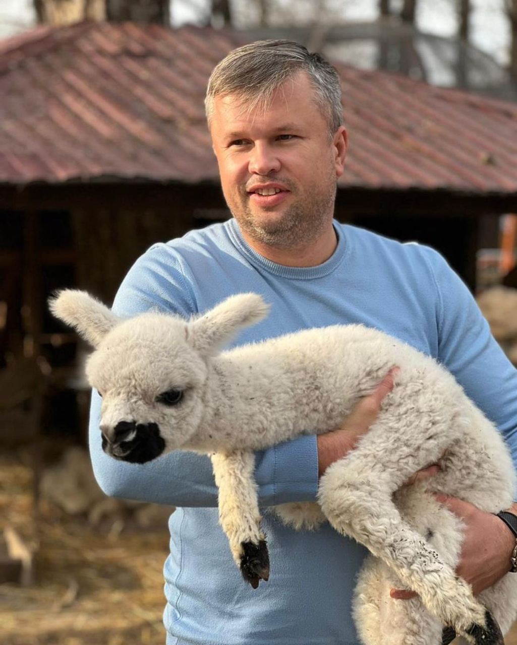 Малыша-альпаку с «маской» на морде назвали Стоп Коронавирус