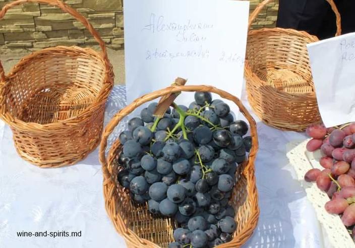 В Чимишлии прошел конкурс самых больших гроздей винограда, выращенных в Молдове