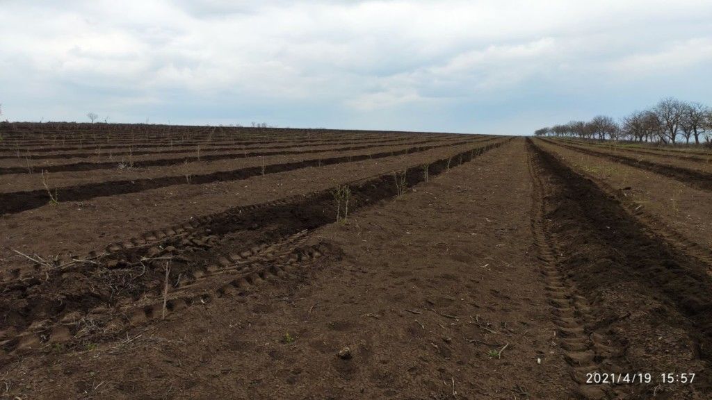 Agrobiznes: Михай Анегроаи - Мы посадили 40 гектаров фундука в экологической конверсии