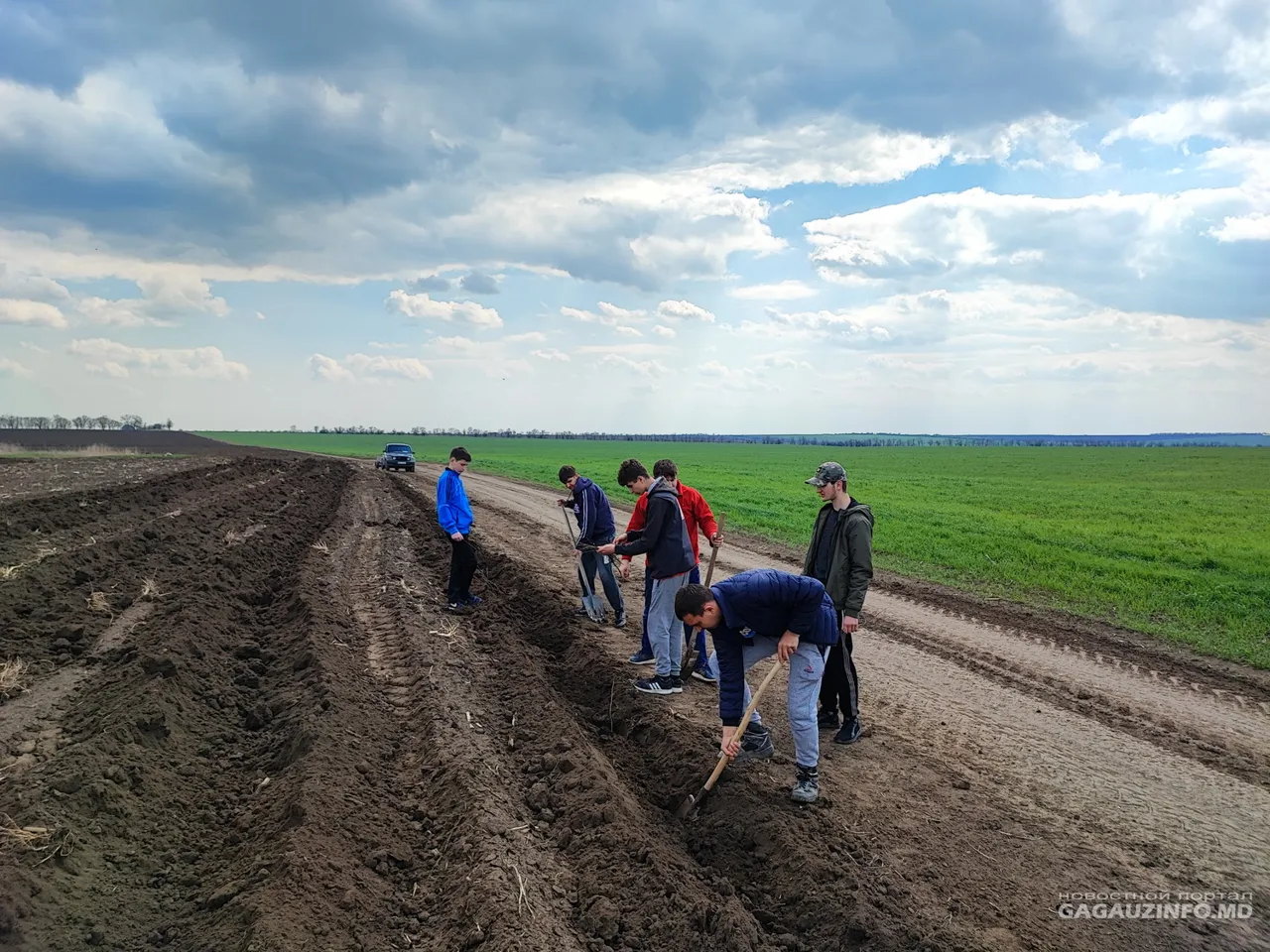 В Копчаке заложили новую лесополосу из 400 акаций