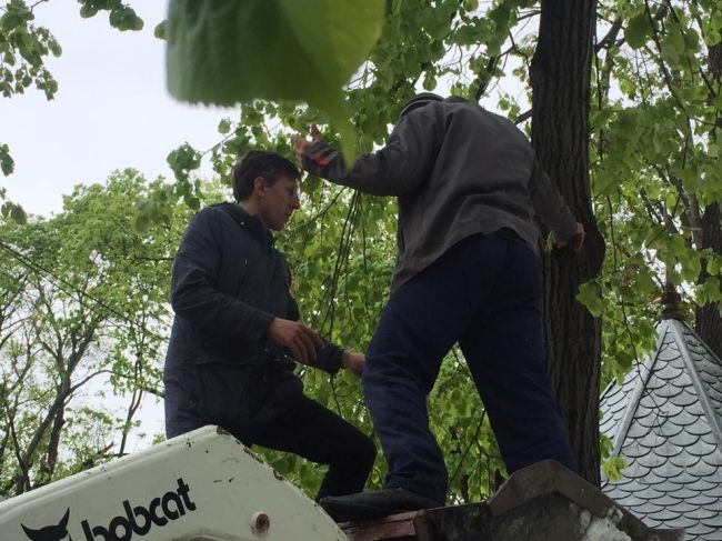 Imaginea zilei. Chirtoacă taie crengile, iar Ghimpu le strânge