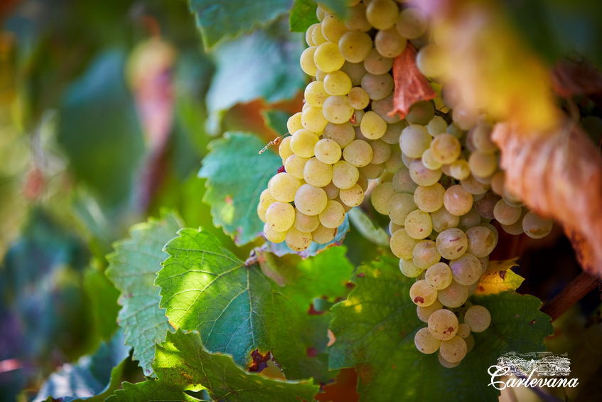 «Dionysos-Mereni» va fabrica un număr record de sticle de vin