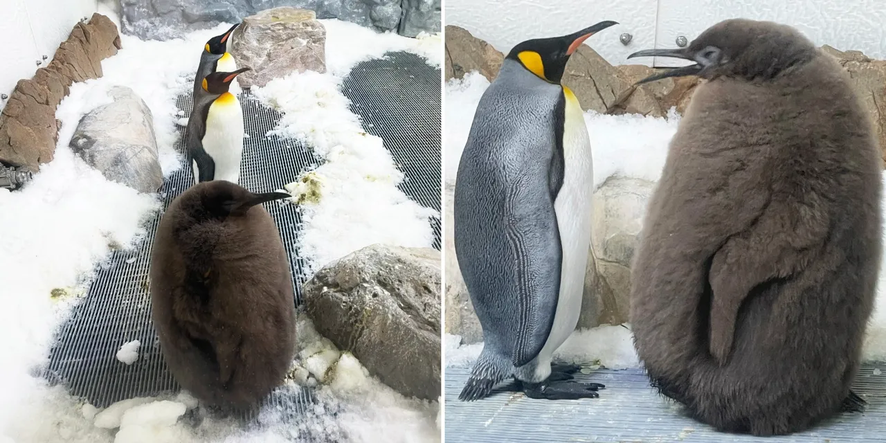 Un pui uriaș de pinguin imperial, de 23 de kilograme, a devenit noua vedetă a internetului