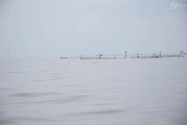 На побережье Азовского моря массово гибнут бакланы