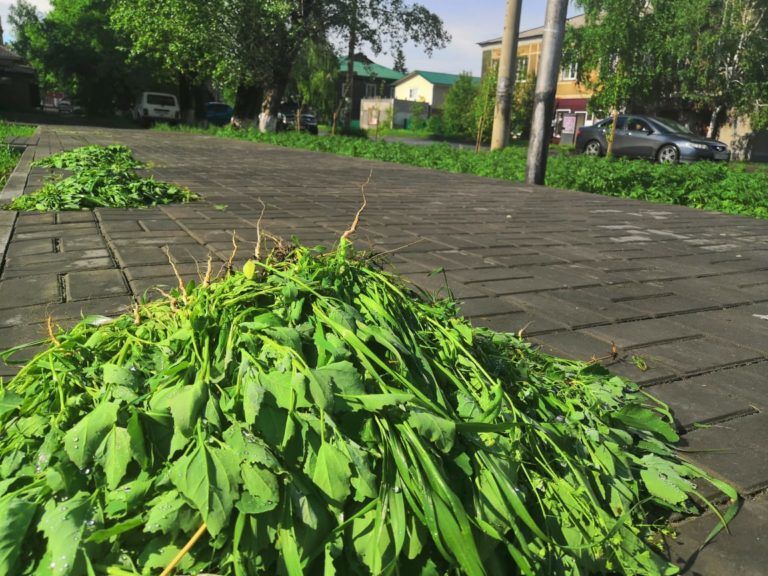 В Алтайском крае городскую площадь "облагородили" плантацией конопли