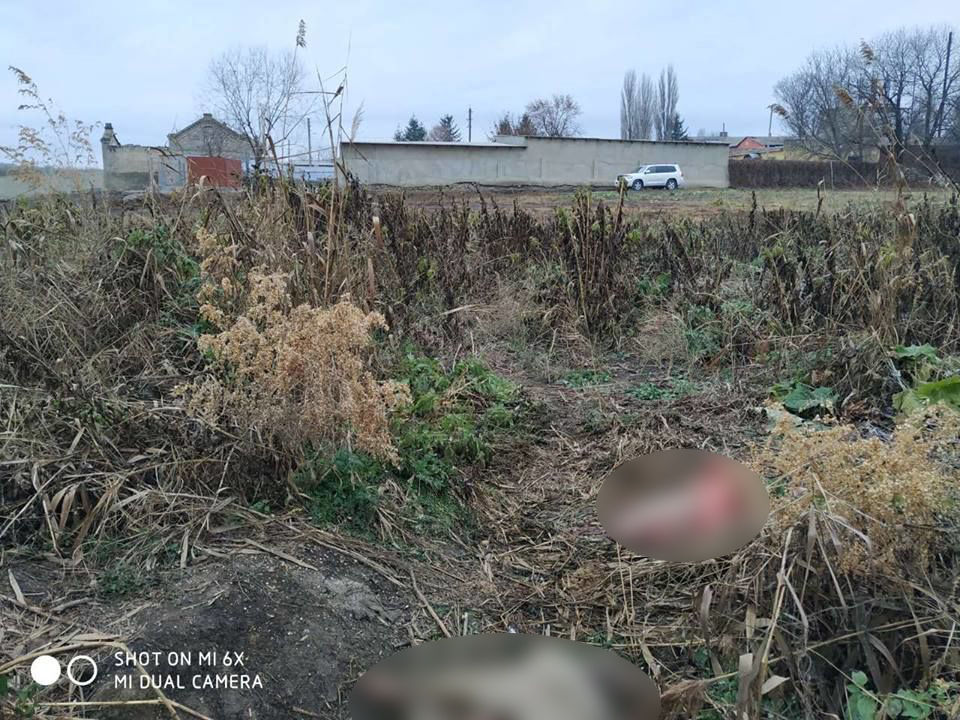 В селе Резинского района туши мертвых свиней разлагаются прямо на улице