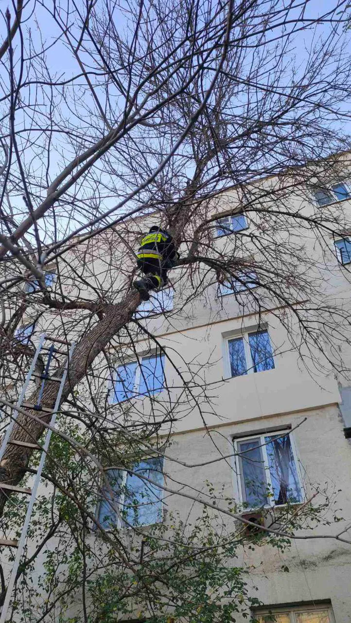 В Каушанском районе спасатели помогли снять с дерева кошку