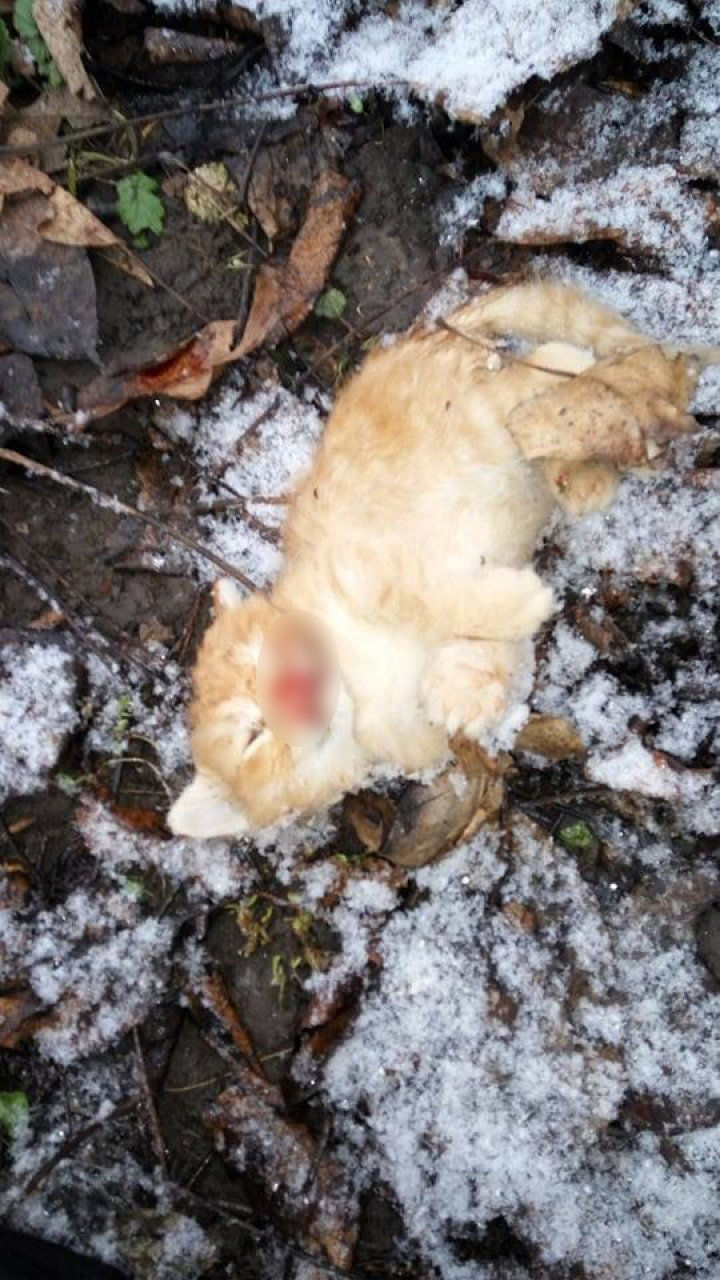 Animale găsite ucise pe strada Independenţei din Capitală