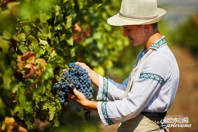 «Dionysos-Mereni» va fabrica un număr record de sticle de vin