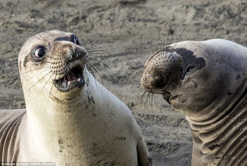 Опубликованы самые смешные фотографии животных на конкурсе Comedy Wildlife Photography Awards 2017