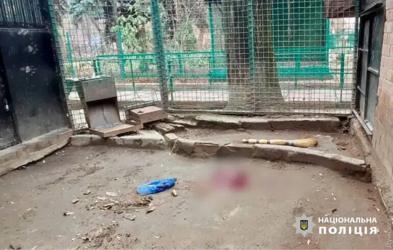 В зоопарке Одессы леопард напал на человека