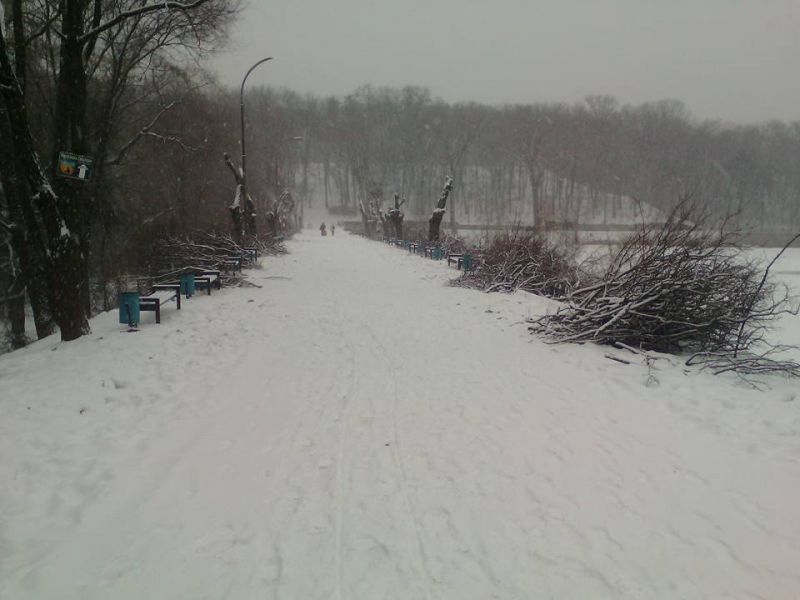 Copacii de pe o alee din Parcul „Valea Trandafirilor” au dispărut peste noapte