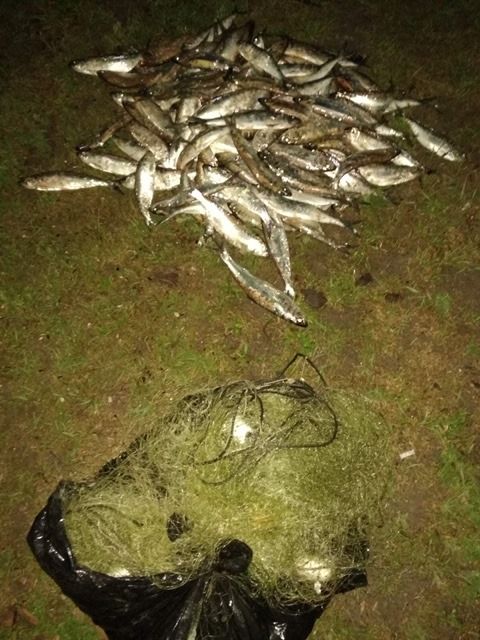 В трех районах выявлены случаи рыбного браконьерства