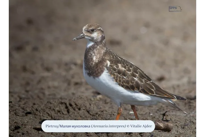 O nouă Listă Roşie a speciilor periclitate include cinci păsări din fauna R. Moldova