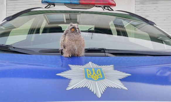В полицию Ровно взяли на службу сову Николаевну